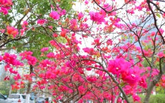 文学苑 - 拉斯维加斯3133cc