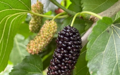 文学苑 - 拉斯维加斯3133cc